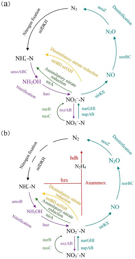 Initiation of Anammox in an Up-Flow Anaerobic Sludge Bed Reactor ...