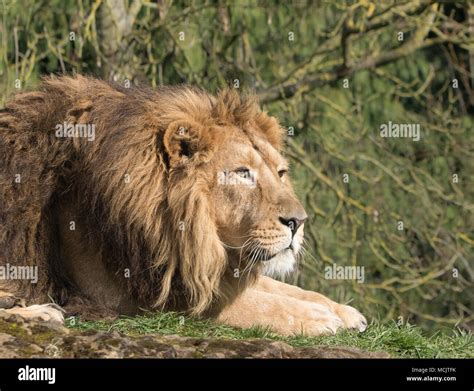 Side close up of resting male Asiatic lion (Panthera leo persica ...