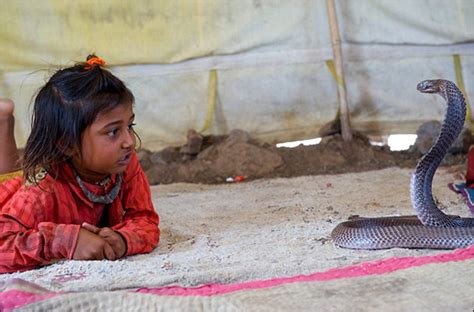 组图：印度古老部落儿童2岁起玩蛇 眼镜蛇成玩具--图片--人民网