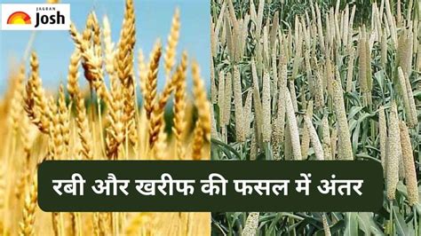 Rabi और Kharif फसल में क्या होता है अंतर, जानें