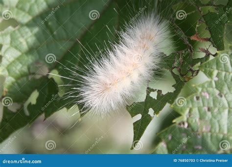Fuzzy White Caterpillar stock image. Image of damage - 76850703