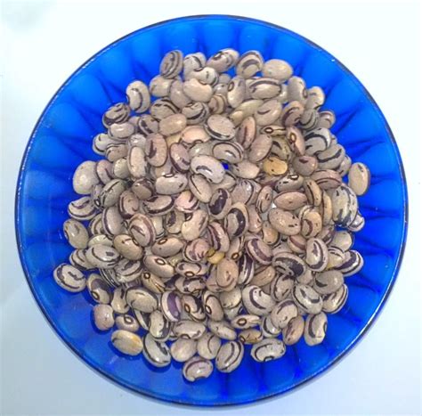 10 Bohnen Samen Raritäten zur Auswahl 19 Sorten Naturnaher Anbau in ...