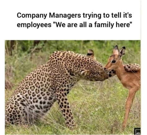 Image result for Coder Memes