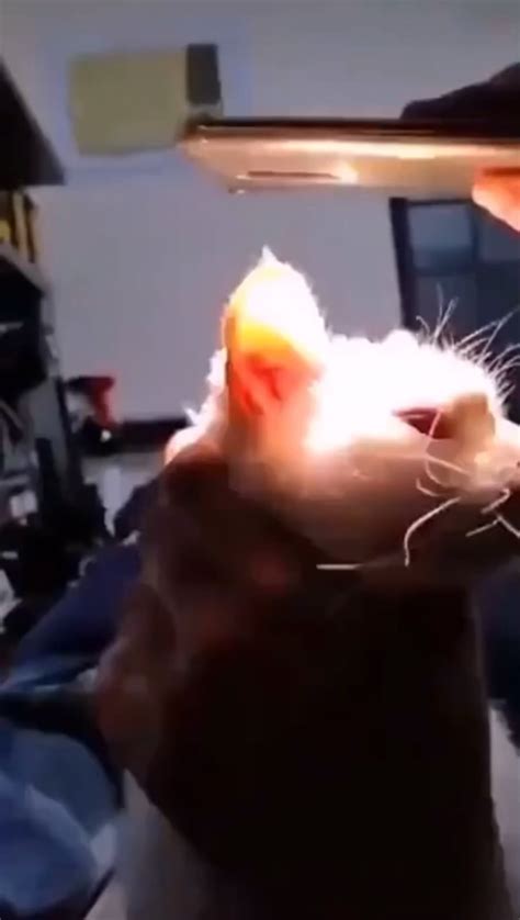 Image result for Alien Katze