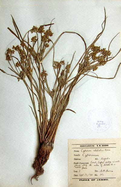 cyperus_alulatus.