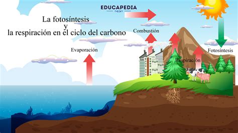 Ciclo Del Carbono