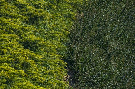 Good drainage is vital for the health of the grass soils that retain ...