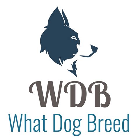 English Setter - What Dog Breed
