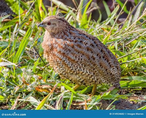 The Essential Guide: How To Look After Quails In Australia