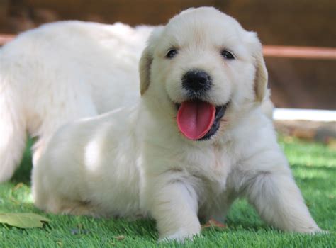 Comprar cachorros GOLDEN RETRIEVER | Criadero Casachata