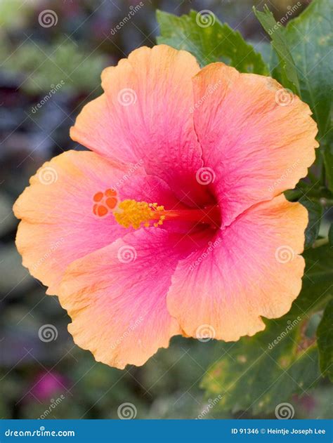 Hibiscus Flower Royalty Free Stock Image - Image: 91346