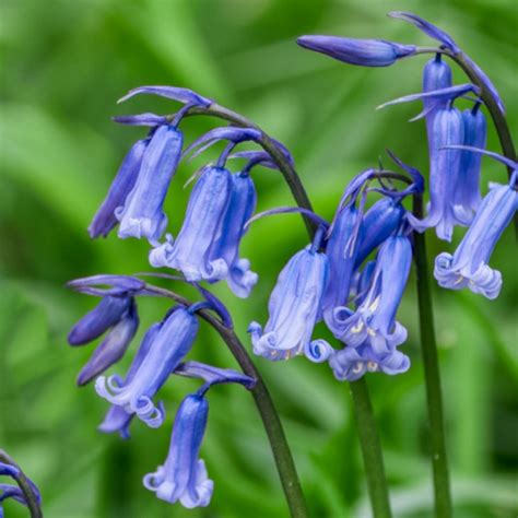 100 Flower Name in English and Hindi with Pictures