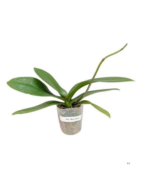Red Velvet Phalaenopsis Orchid Hybrid With Flower Spike