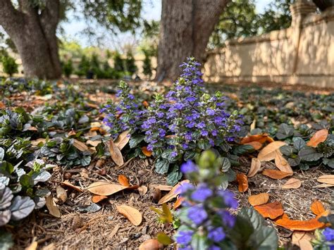Perennial Ground Covers That Wow - Creating a Lush and Low-Maintenance ...