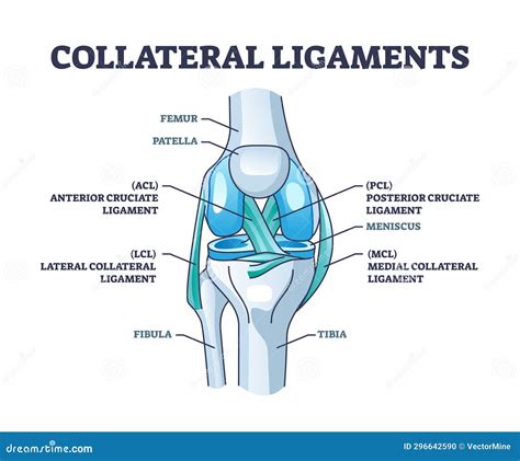 Collateral Ligaments with Knee Anatomical Skeletal Structure Outline Diagram Stock Vector ...