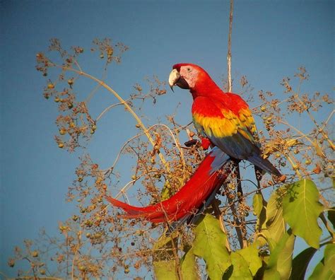 What are the Top Ten Birds of Costa Rica? – BirdingFieldGuides Blog