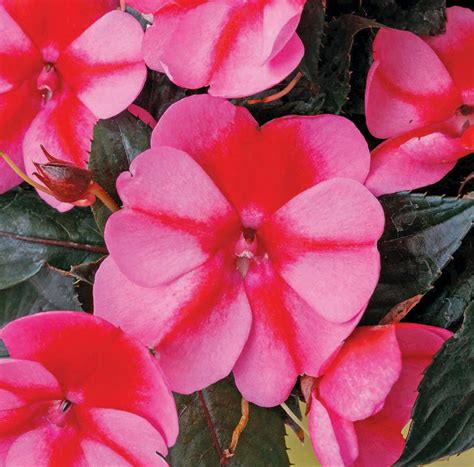 Impatiens - Sakata Ornamentals