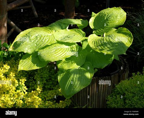 Sum And Substance Hosta Stock Photos & Sum And Substance Hosta Stock ...