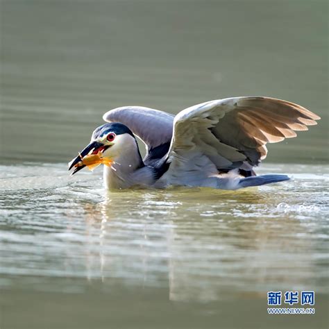 福建福州：夜鹭出击 湖上捕鱼-国际在线