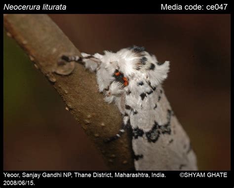 Neocerura liturata (Walker, 1855) - | Moths