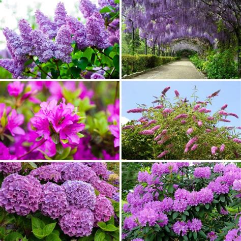 18 Purple Flowering Shrubs That'll Beautify Your Garden • TasteAndCraze