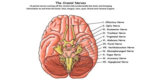 40 Tips and Mnemonics in remembering the 12 Cranial Nerves