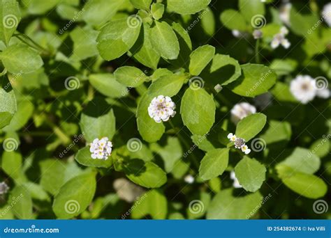 Fawtooth frogfruit stock photo. Image of fruit, matchweed - 254382674