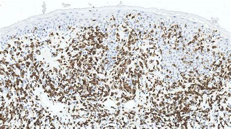 Image result for Faces CD3