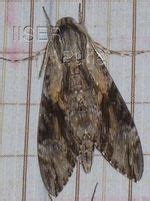 Ramana Athreya @ IISER-Pune : Moths:Sphingidae