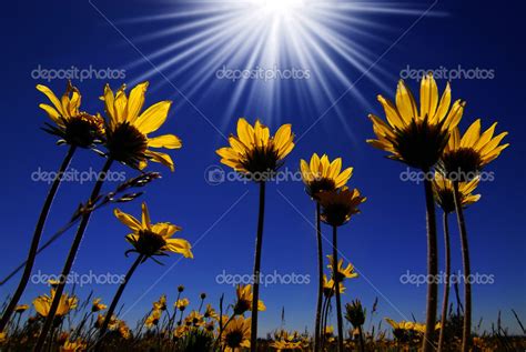 Flowers And Sunshine Wallpapers High Quality | Download Free