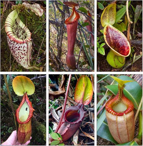 Carnivorous Pitcher Plant