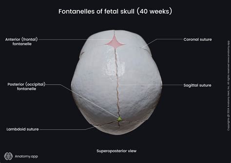 Fontanelles of fetal skull (superoposterior view) | Media Library | Anatomy.app | Learn anatomy ...