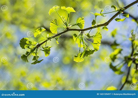 Ginkgo Biloba Young Green Leaves on a Tree in Spring Stock Image - Image of health, leaf: 165159497