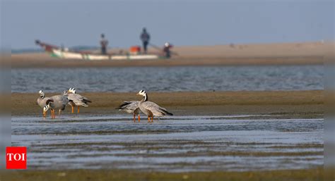 Chennai's Pulicat Lagoon Designated as Separate Forest Range for ...