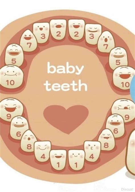 婴儿牙齿发育顺序 宝宝牙齿萌发顺序和时间 健康与否妈妈的责任_第二