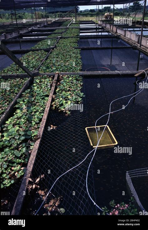 Java Tropical Fish Farm 的图像结果