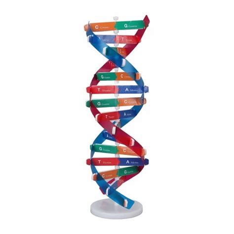 DNA Model Kit 的图像结果