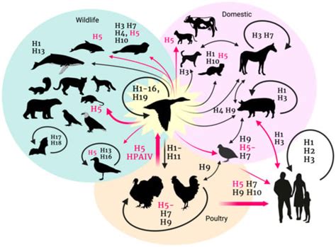 Highly Pathogenic Avian Influenza (HPAI) H5 Clade 2.3.4.4b Virus ...
