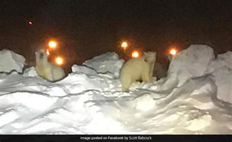 ...जब रनवे पर दौड़ते भालू को पकड़ने गए कर्मचारी,तो हुआ कुछ ऐसा जिसे ...