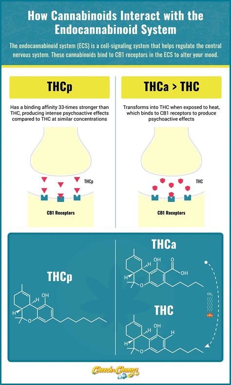 THCp vs. THCa: Exploring Potency & Key Differences - Cheech & Chong's ...