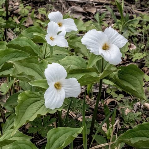 Great White Trillium (Trillium grandiflorum) - MyGardenLife