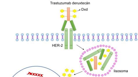 Se aprobó Enhertu para los cánceres sólidos con HER2