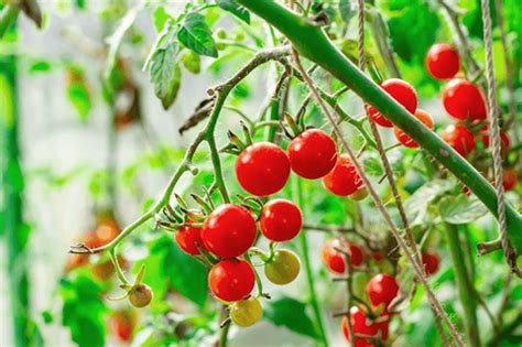 10 Exotic Vegetables You Can Grow At Home in India – AllThatGrows