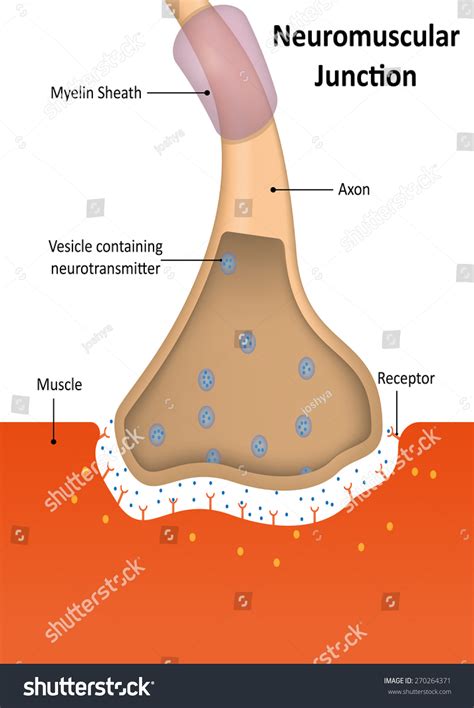 Neuromuscular Junction Labeled Stock Illustration 270264371 - Shutterstock