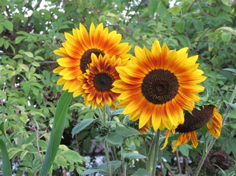 Keep these things in mind in sunflower cultivation, there will be more ...