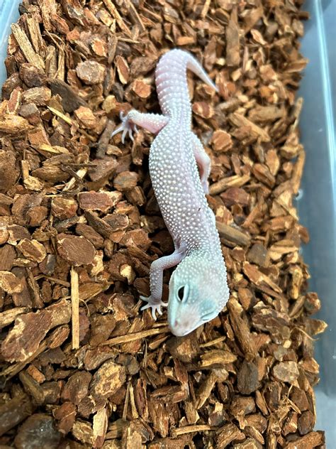 Blizzard Leopard Gecko by Cara’s Aquatic and Exotic - MorphMarket