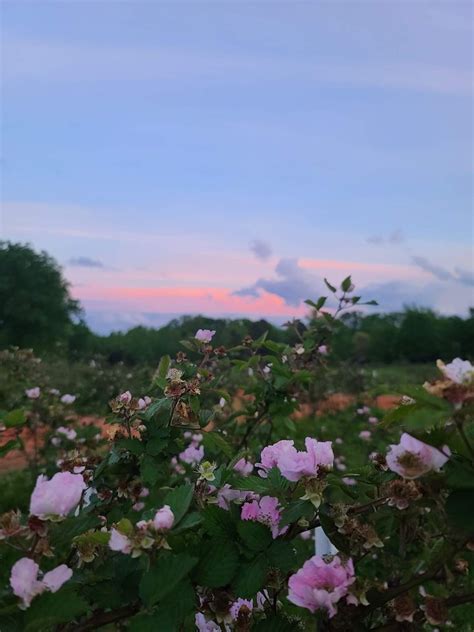 1st Annual Blackberry Blossom Festival , 2425 SC-92 Enoree SC, 20 April ...