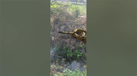 Image result for Boblb Python Snack