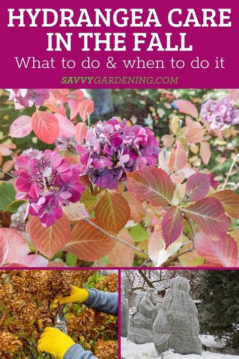 Hydrangea Tree Fall Care 的图像结果