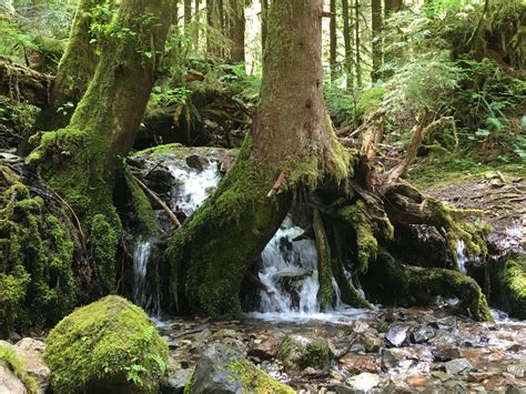 Opal Creek Wilderness - Willamette National Forest — Old-Growth Forest ...